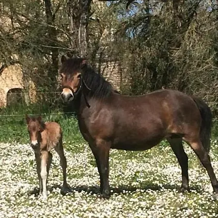 Chateau De Laumiere 3* Promilhanes